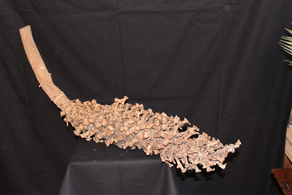 Cacho Beltrao Natural