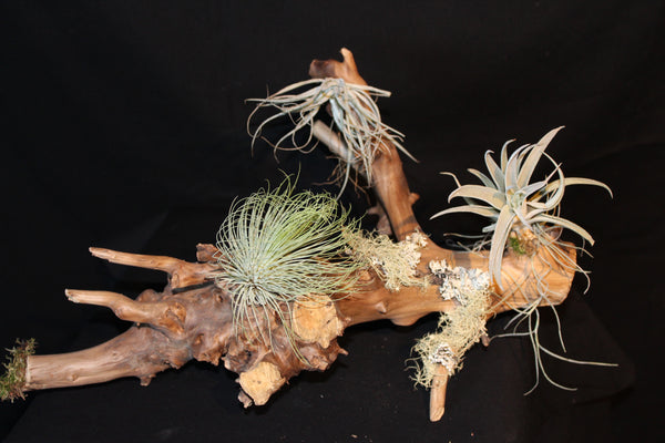 Luchtplant – Airplant – Tillandsia - Plante aérienne  (Le3)