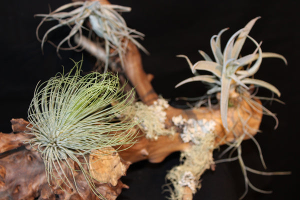 Luchtplant – Airplant – Tillandsia - Plante aérienne  (Le3)