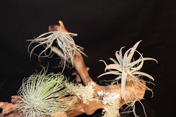 Luchtplant – Airplant – Tillandsia - Plante aérienne  (Le3)