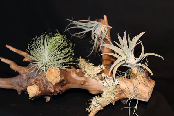 Luchtplant – Airplant – Tillandsia - Plante aérienne  (Le3)