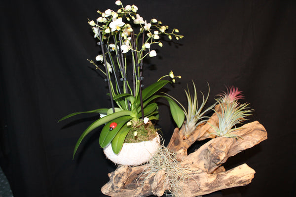 Tillandsia met Orchidee op houten stronk / Plantes aériennes avec Orchidée  sur souche en bois