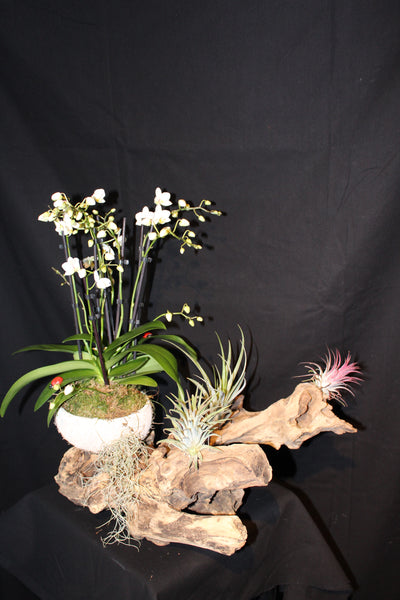 Tillandsia met Orchidee op houten stronk / Plantes aériennes avec Orchidée  sur souche en bois