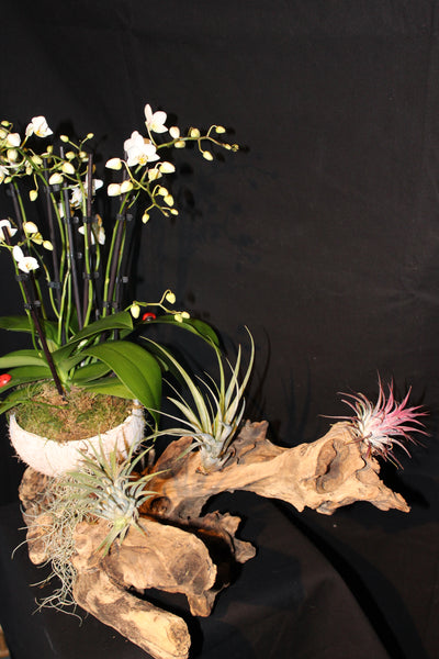 Tillandsia met Orchidee op houten stronk / Plantes aériennes avec Orchidée  sur souche en bois