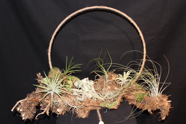 Creatie van Tillandsia op wortelstronk (LL6) / Création de Tillandsia sur souche racinaire (LL6)