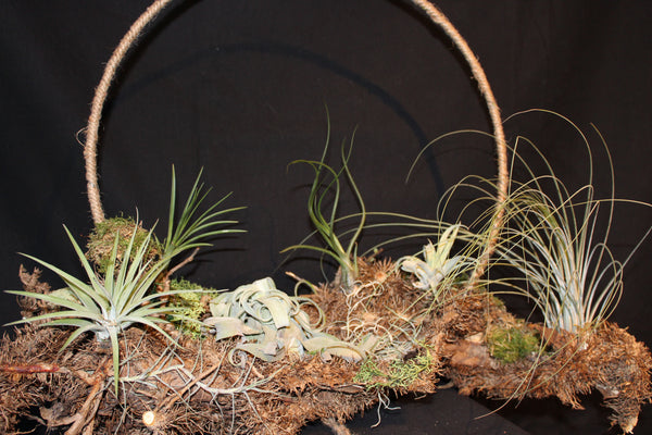 Creatie van Tillandsia op wortelstronk (LL6) / Création de Tillandsia sur souche racinaire (LL6)