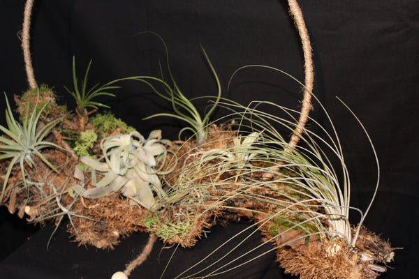 Creatie van Tillandsia op wortelstronk (LL6) / Création de Tillandsia sur souche racinaire (LL6)