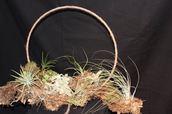 Creatie van Tillandsia op wortelstronk (LL6) / Création de Tillandsia sur souche racinaire (LL6)