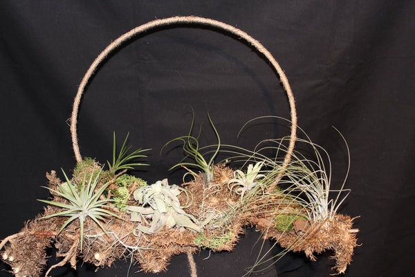 Creatie van Tillandsia op wortelstronk (LL6) / Création de Tillandsia sur souche racinaire (LL6)