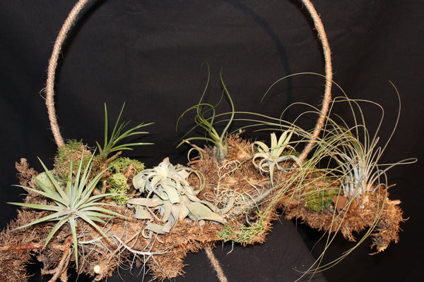 Creatie van Tillandsia op wortelstronk (LL6) / Création de Tillandsia sur souche racinaire (LL6)