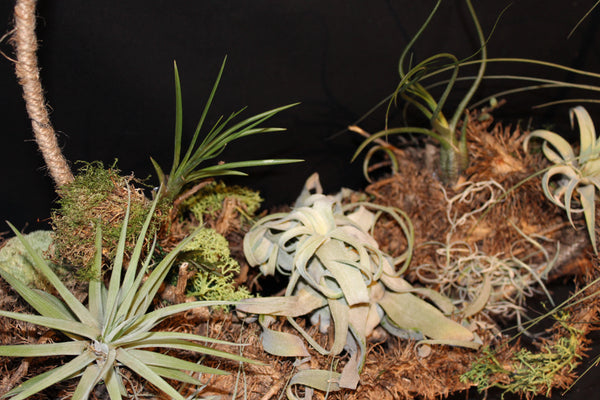 Creatie van Tillandsia op wortelstronk (LL6) / Création de Tillandsia sur souche racinaire (LL6)