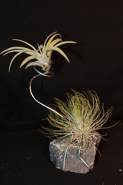 Luchtplant – Plante aérienne - Airplant – Tillandsia op steen in metalen spiraal / Plante aérienne sur pierre en spirale métallique