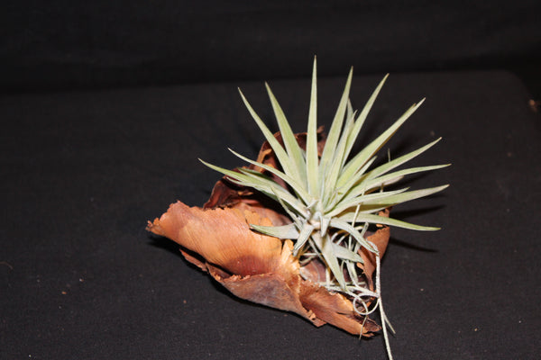 Luchtplant – Plante aérienne - Airplant – Tillandsia op zaaddoos (br) - Plante aérienne sur gousse