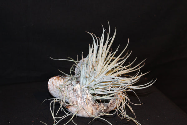 Luchtplant – Plante aérienne - Airplant – Tillandsia op zaaddoos (bl) - Plante aérienne sur gousse