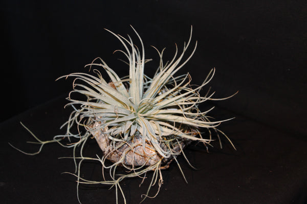 Luchtplant – Plante aérienne - Airplant – Tillandsia op zaaddoos (bl) - Plante aérienne sur gousse