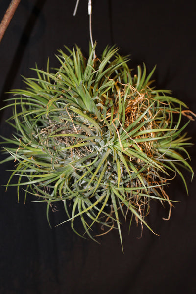 Luchtplant – Plante aérienne - Airplant – Tillandsia – Magic Ball
