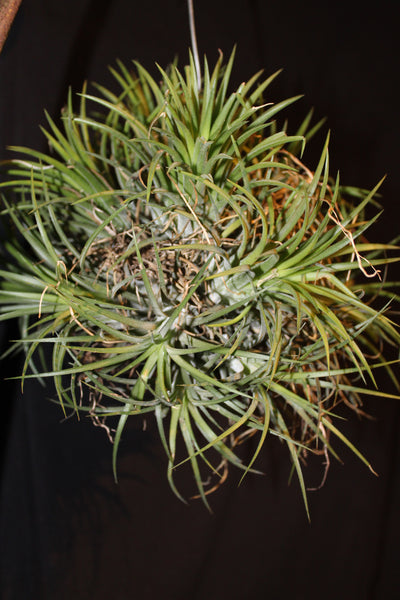 Luchtplant – Plante aérienne - Airplant – Tillandsia – Magic Ball