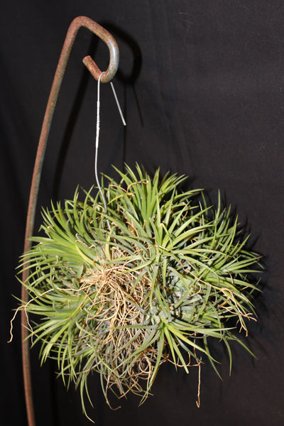 Luchtplant – Plante aérienne - Airplant – Tillandsia – Magic Ball