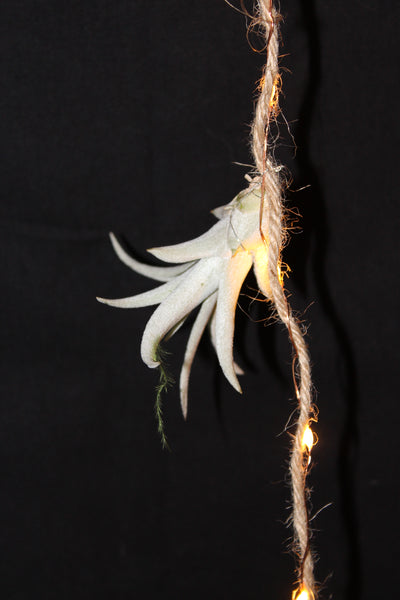 Luchtplant – Plante aérienne - Airplant – Tillandsia –creatie op touw met LED lichtjes / création sur corde avec lumières LED