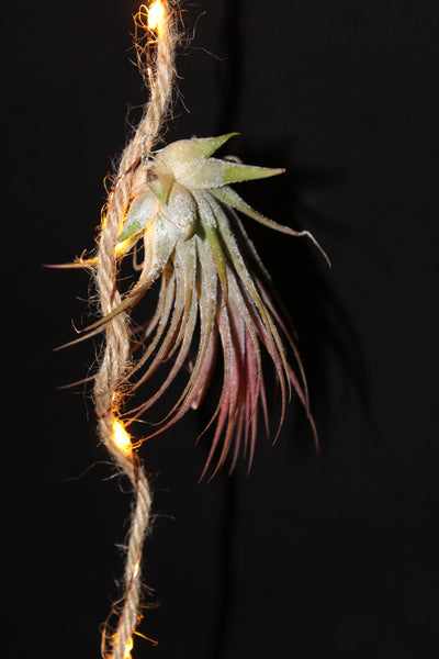 Luchtplant – Plante aérienne - Airplant – Tillandsia –creatie op touw met LED lichtjes / création sur corde avec lumières LED