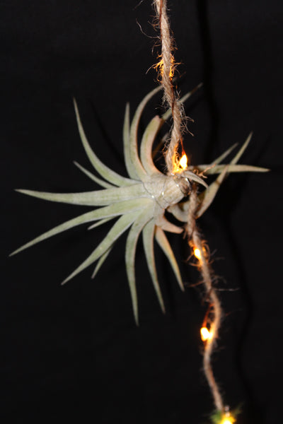 Luchtplant – Plante aérienne - Airplant – Tillandsia –creatie op touw met LED lichtjes / création sur corde avec lumières LED
