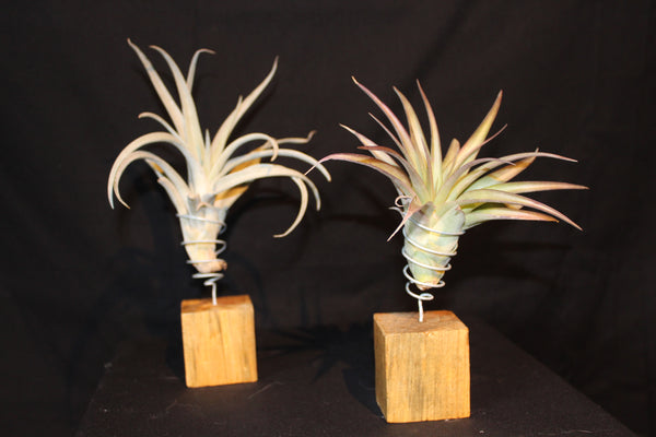 Luchtplant – Plante aérienne - Airplant – Tillandsia op houten blokje / sur bloc de bois