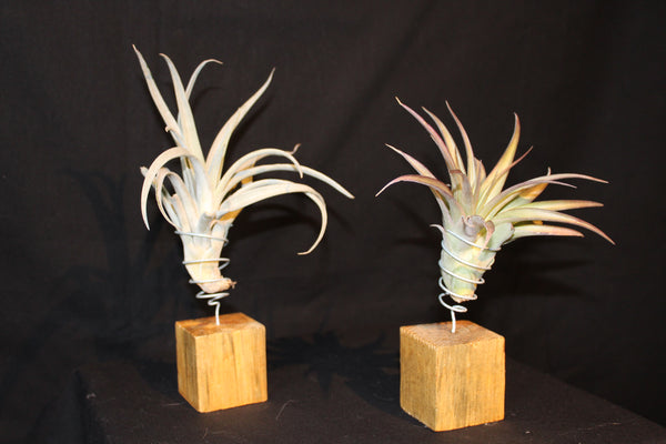 Luchtplant – Plante aérienne - Airplant – Tillandsia op houten blokje / sur bloc de bois