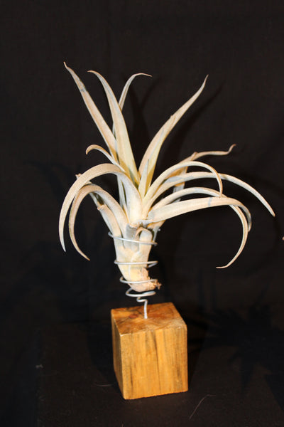 Luchtplant – Plante aérienne - Airplant – Tillandsia op houten blokje / sur bloc de bois