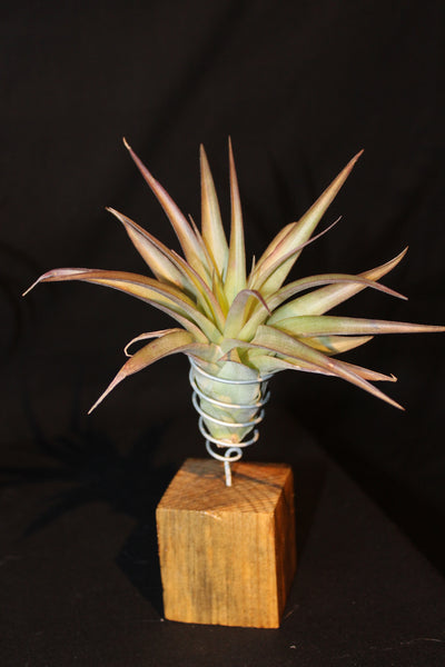 Luchtplant – Plante aérienne - Airplant – Tillandsia op houten blokje / sur bloc de bois