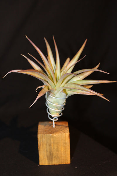 Luchtplant – Plante aérienne - Airplant – Tillandsia op houten blokje / sur bloc de bois