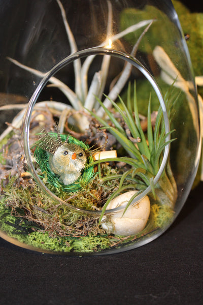 Paasei in glas – creatie met Tillandsia / Oeuf de Pâques en verre - Création avec Plante aériennes