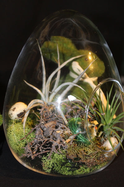 Paasei in glas – creatie met Tillandsia / Oeuf de Pâques en verre - Création avec Plante aériennes