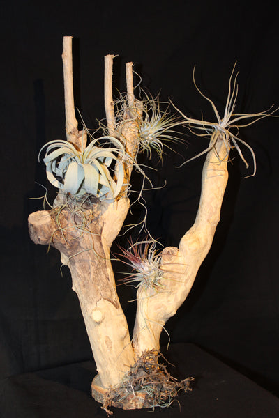 Luchtplant – Airplant – Tillandsia (H45) op houten stam van Coffea Arabica / Plante aérienne