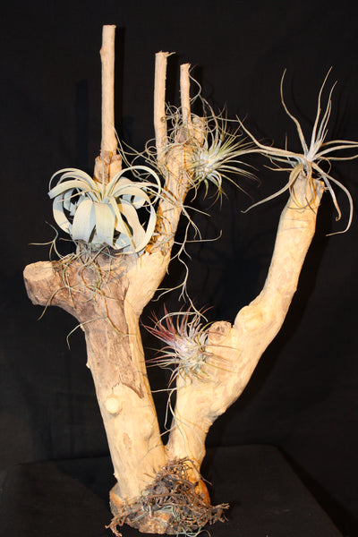 Luchtplant – Airplant – Tillandsia (H45) op houten stam van Coffea Arabica / Plante aérienne