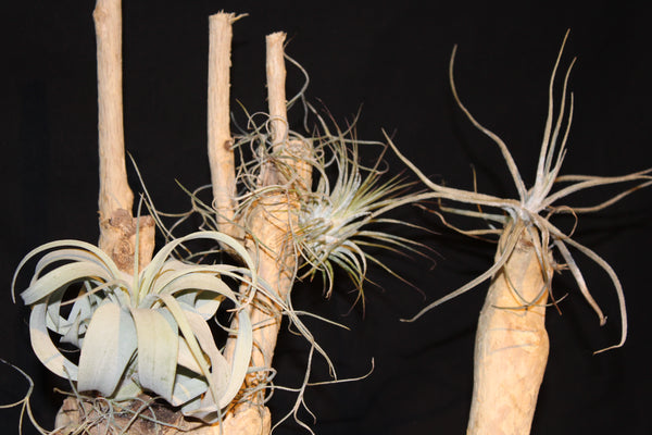 Luchtplant – Airplant – Tillandsia (H45) op houten stam van Coffea Arabica / Plante aérienne
