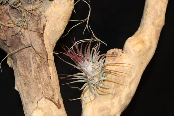 Luchtplant – Airplant – Tillandsia (H45) op houten stam van Coffea Arabica / Plante aérienne