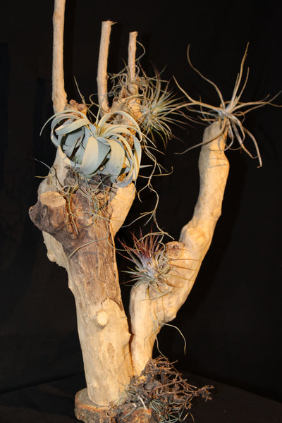 Luchtplant – Airplant – Tillandsia (H45) op houten stam van Coffea Arabica / Plante aérienne