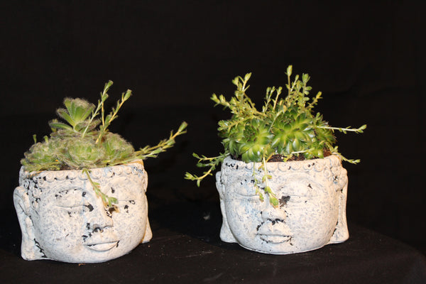 Vetplant in ‘Hoofd’ sierpot / Plante succulente en Pot de fleurs tête