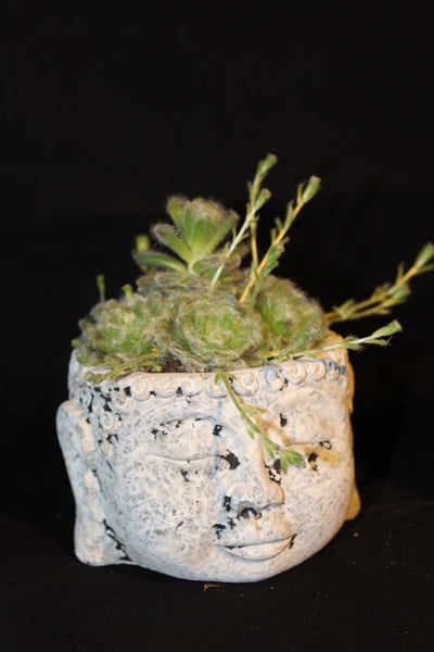 Vetplant in ‘Hoofd’ sierpot / Plante succulente en Pot de fleurs tête