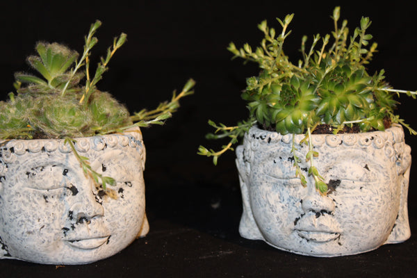 Vetplant in ‘Hoofd’ sierpot / Plante succulente en Pot de fleurs tête