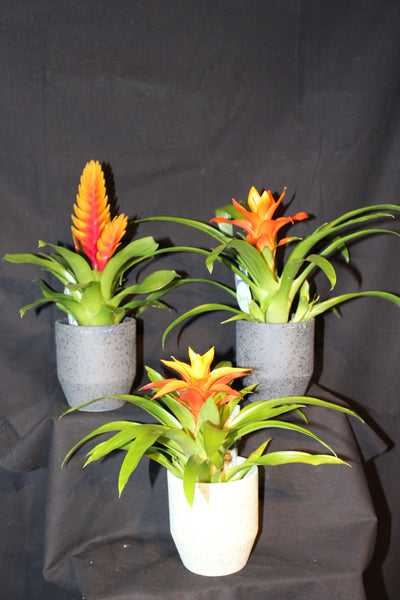 MIX Bromelia