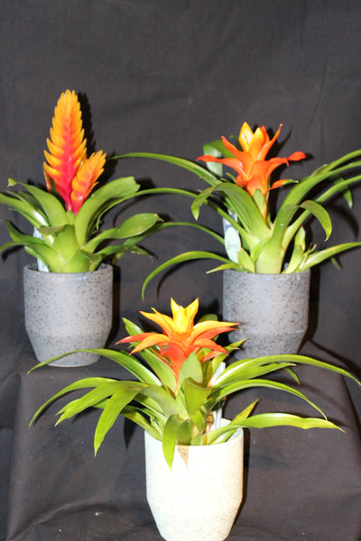 MIX Bromelia