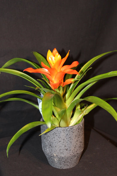 MIX Bromelia