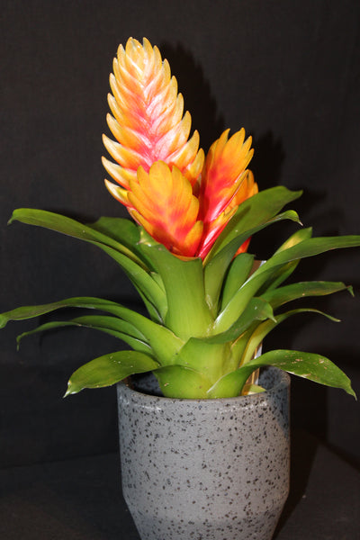 MIX Bromelia