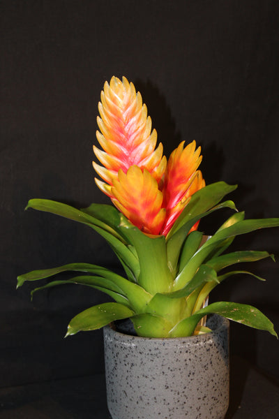 MIX Bromelia