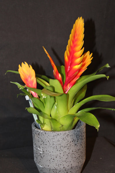 MIX Bromelia