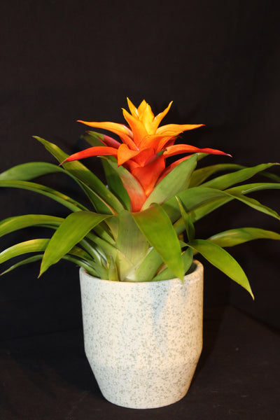 MIX Bromelia