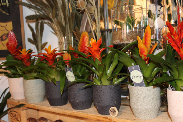 MIX Bromelia