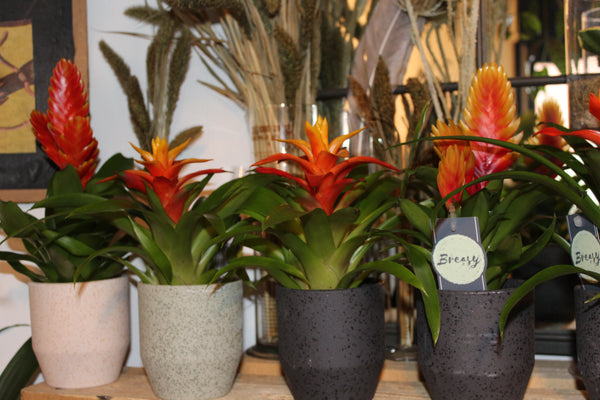 MIX Bromelia