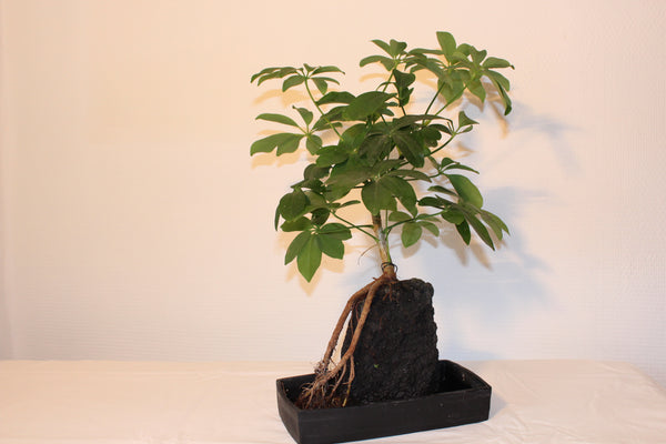 Lavaplant - Schefflera / Plante sur roche de Lave - Schefflera